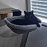 Keety Boi is registered to the contest to win money with this photo: animal, black_cat, blinds, cat, cat_bed, comfortable, cozy, domestic_cat, fur, furniture, green_eyes, home, indoor, pet, quiet, relaxing, resting, shadow, soft_light, window