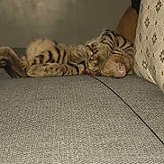 Luffy participe au concours pour gagner de l'argent avec cette photo : cat, cats, kitten, tabby, striped_fur, sleeping, cuddling, resting, pet, animal, feline, couch, sofa, cushion, indoor, home, cozy, relaxed, paw, photobomb