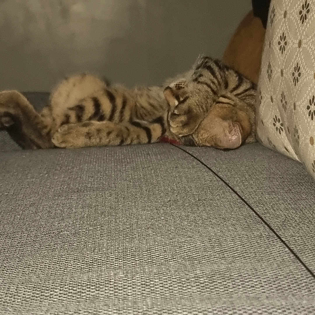 Luffy participe au concours pour gagner de l'argent avec cette photo : cat, cats, kitten, tabby, striped_fur, sleeping, cuddling, resting, pet, animal, feline, couch, sofa, cushion, indoor, home, cozy, relaxed, paw, photobomb