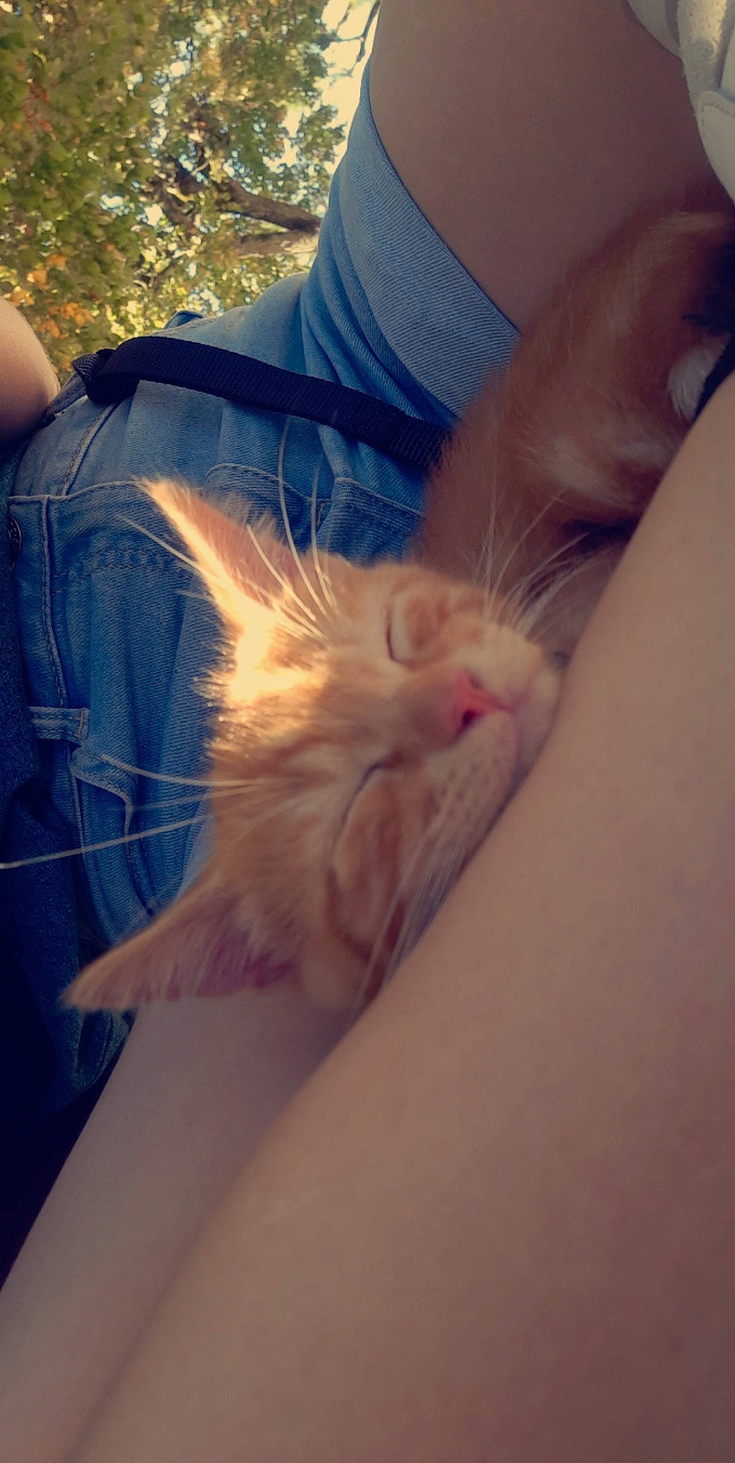Simba