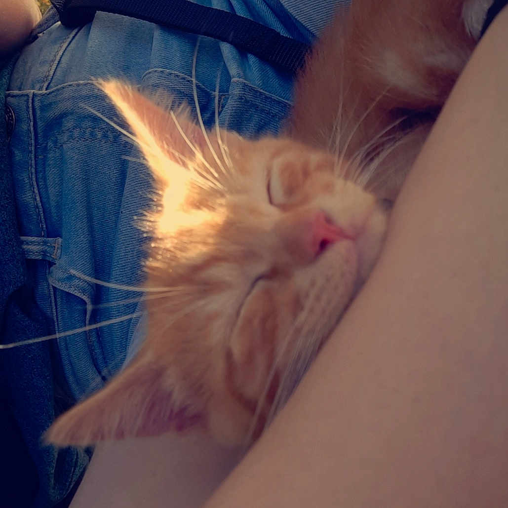 Simba