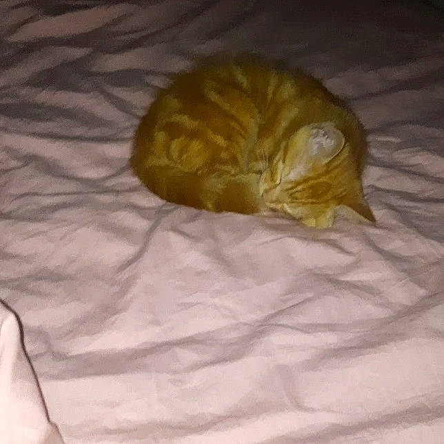 Simba a rejoint le concours — aidez-le/la à gagner de superbes lots ! bed, blanket, brown, carnivore, cat, comfort, domestic_short_haired_cat, duvet, felidae, fur, linens, nap, sleep, small_to_medium_sized_cats, tail, terrestrial_animal, whiskers