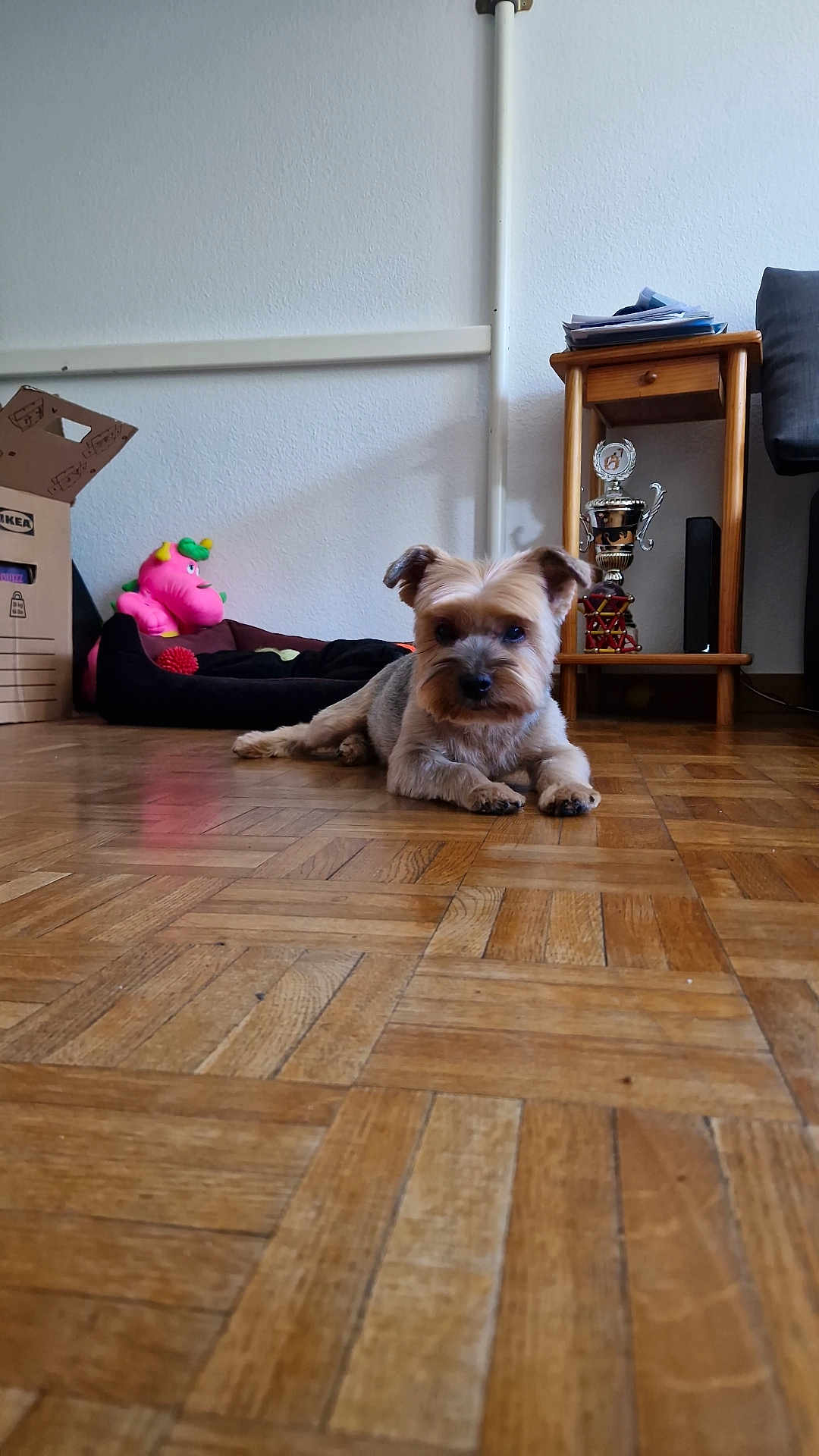 Laska a rejoint le concours — aidez-le/la à gagner de superbes lots ! animal, architecture, building, bulldog, canine, couch, dog, electronics, frenchbulldog, furniture, hardwood, indoors, interiordesign, livingroom, pet, plywood, puppy, room, speaker, wood