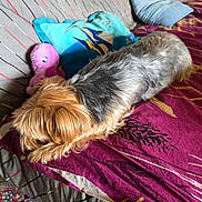 Laska participe au concours pour gagner de l'argent avec cette photo : dog, yorkshire_terrier, bed, blanket, plush_toy, purple, indoor, pet, fur, sleeping, resting, pillow, fabric, pattern, cozy, small_dog, animal, cute, toy, relaxing