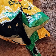 Bean is registered to the contest to win money with this photo: black_cat, cat, pet, animal, indoor, carpet, bag, plastic_bag, curious, eyes, hideout, cozy, feline, resting, playful, close_up, domestic_cat, household, texture, colorful