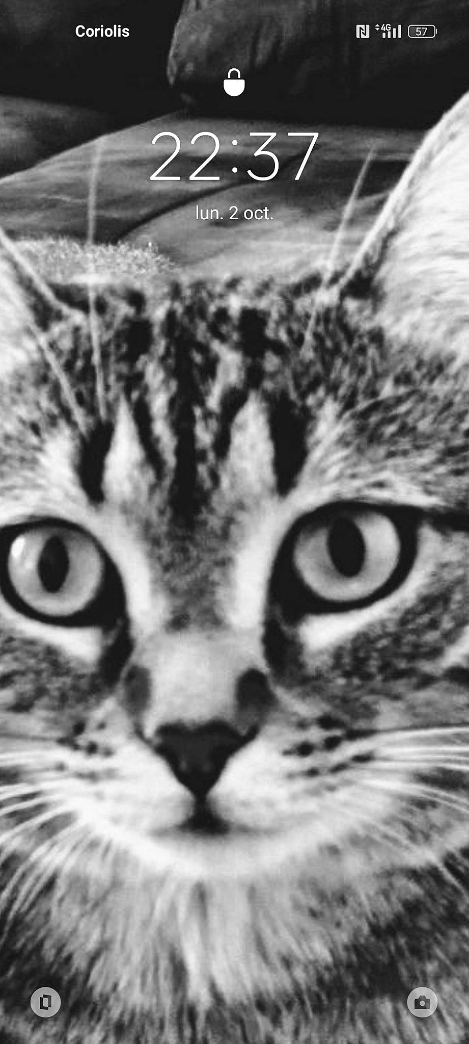 Osiris a rejoint le concours — aidez-le/la à gagner de superbes lots ! big_cats, carnivore, cat, close_up, eye, felidae, fur, grass, head, human_body, iris, organism, photograph, small_to_medium_sized_cats, snapshot, snout, terrestrial_animal, whiskers, white, wildlife