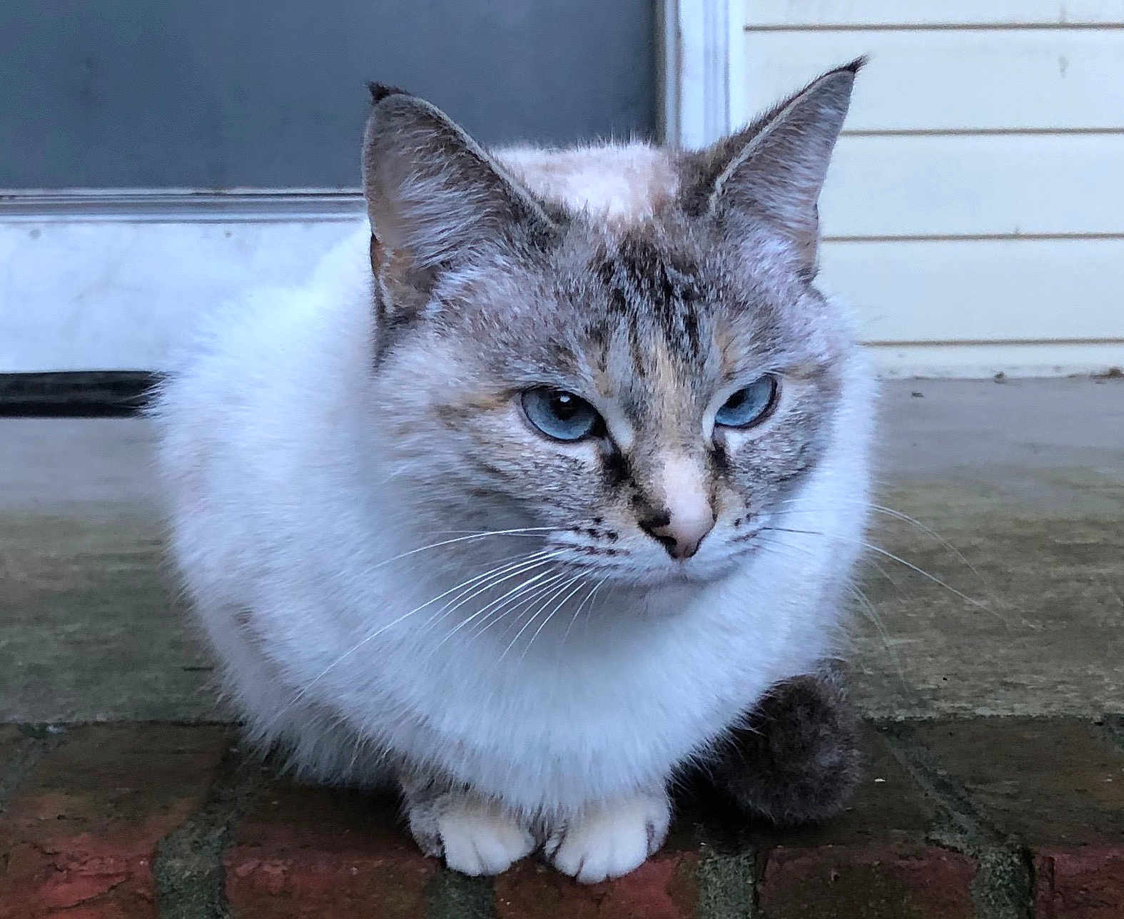 Jasmine