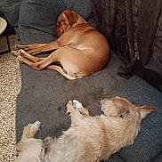 Vasco a rejoint le concours — aidez-le/la à gagner de superbes lots ! dog, sleeping, couch, indoor, brown_dog, light_dog, curtains, pillow, floor, relaxing, pet, animal, furniture, resting, cozy, domestic, companion, two_dogs, canine, nap