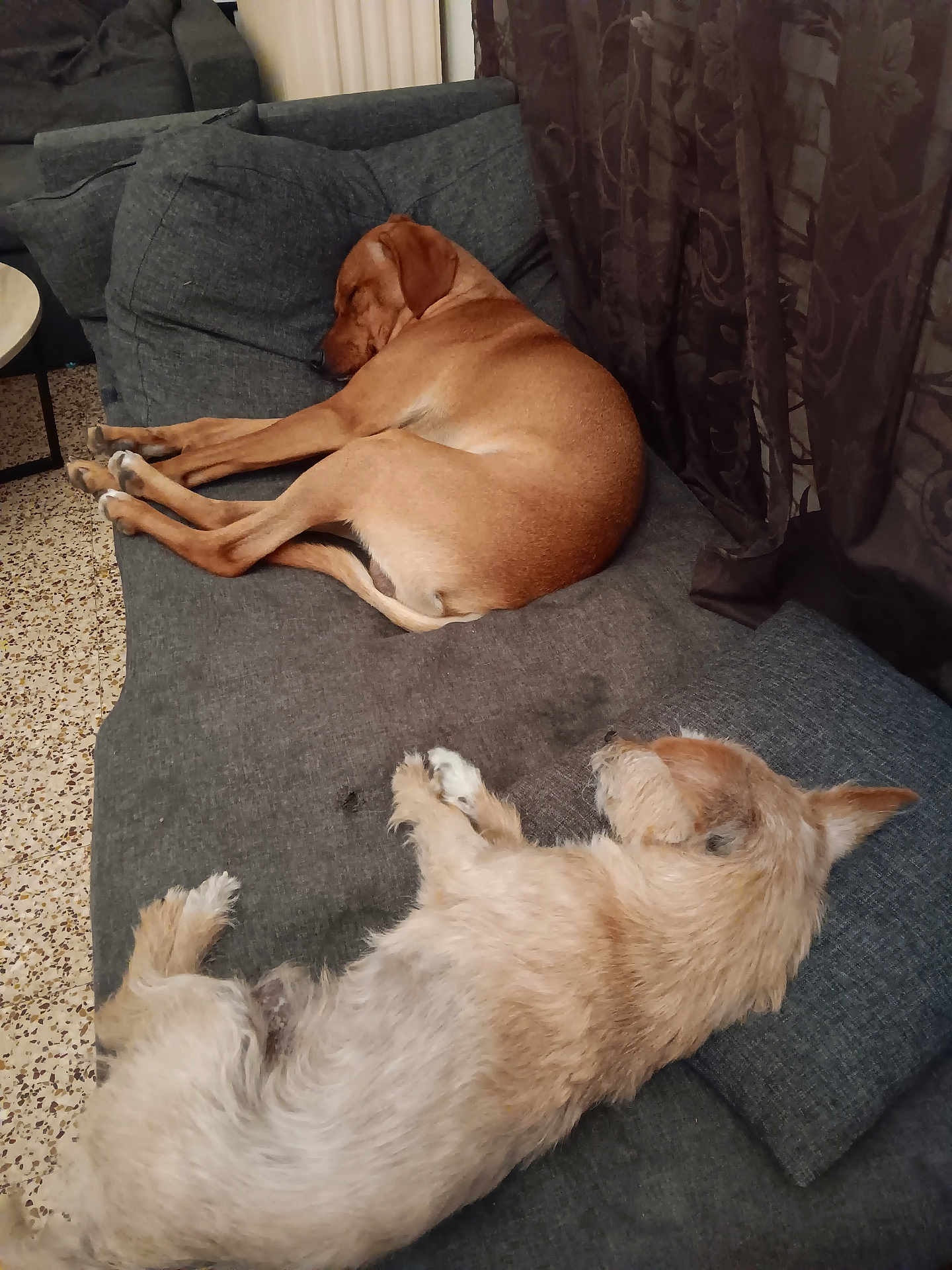 Vasco a rejoint le concours — aidez-le/la à gagner de superbes lots ! dog, sleeping, couch, indoor, brown_dog, light_dog, curtains, pillow, floor, relaxing, pet, animal, furniture, resting, cozy, domestic, companion, two_dogs, canine, nap