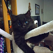 Ash a rejoint le concours — aidez-le/la à gagner de superbes lots ! kitten, black_cat, cat_tree, indoor, furniture, curious, furry, pet, cute, animal, climbing, cozy, household, playful, closeup, whiskers, ears, eyes, resting, feline