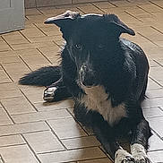 Théo a rejoint le concours — aidez-le/la à gagner de superbes lots ! animal, black_dog, calm, canine, companion, dog, domestic, ears_up, floor_tile, fur, home, indoor, laying_down, natural_light, paw, pet, quiet, resting, tile_floor, white_paws