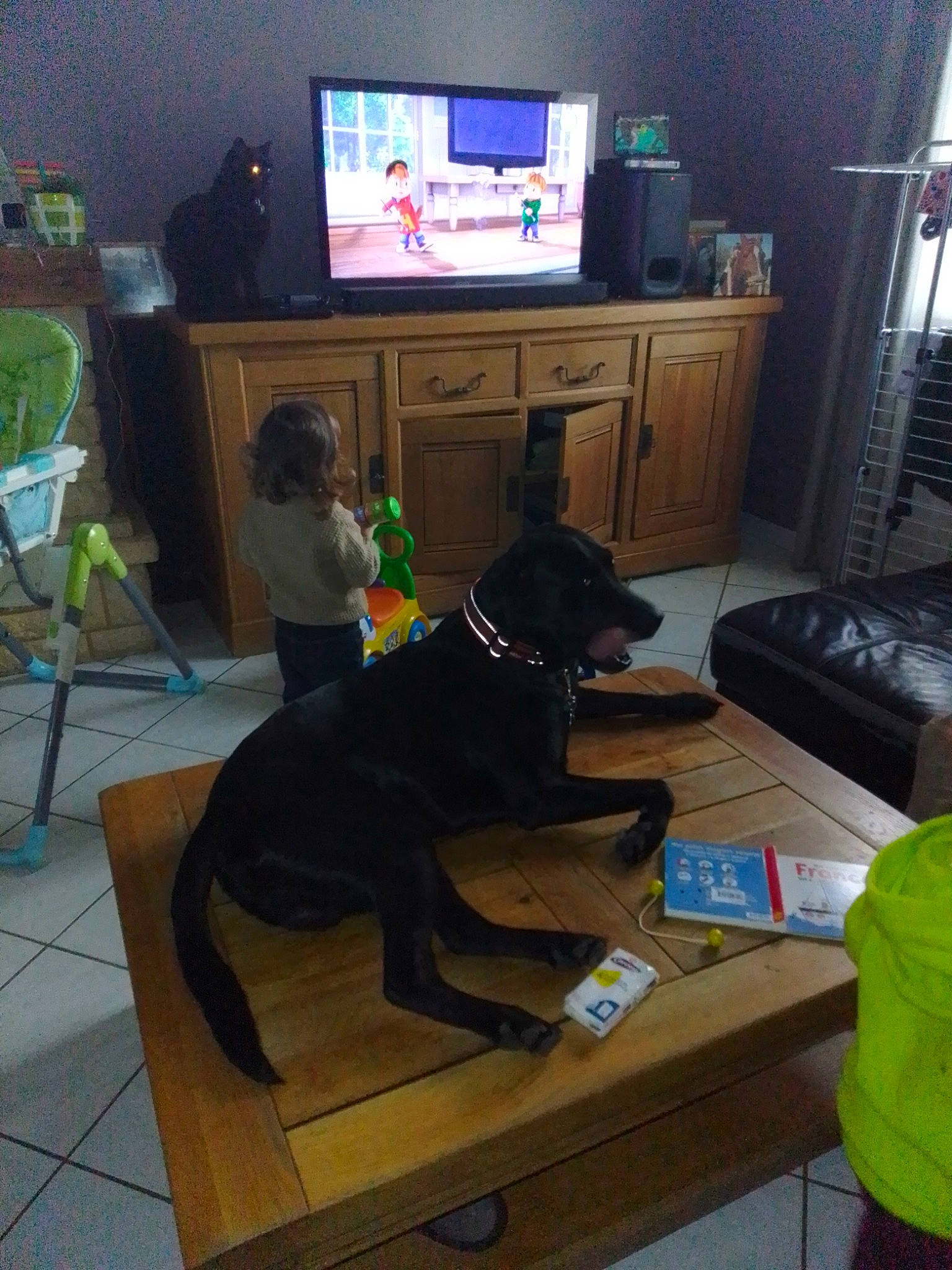 Pumba a rejoint le concours — aidez-le/la à gagner de superbes lots ! cabinetry, carnivore, chair, comfort, companion_dog, dog, dog_breed, drawer, floor, flooring, furniture, hardwood, home_appliance, laminate_flooring, living_room, table, tail, television, television_set, wood