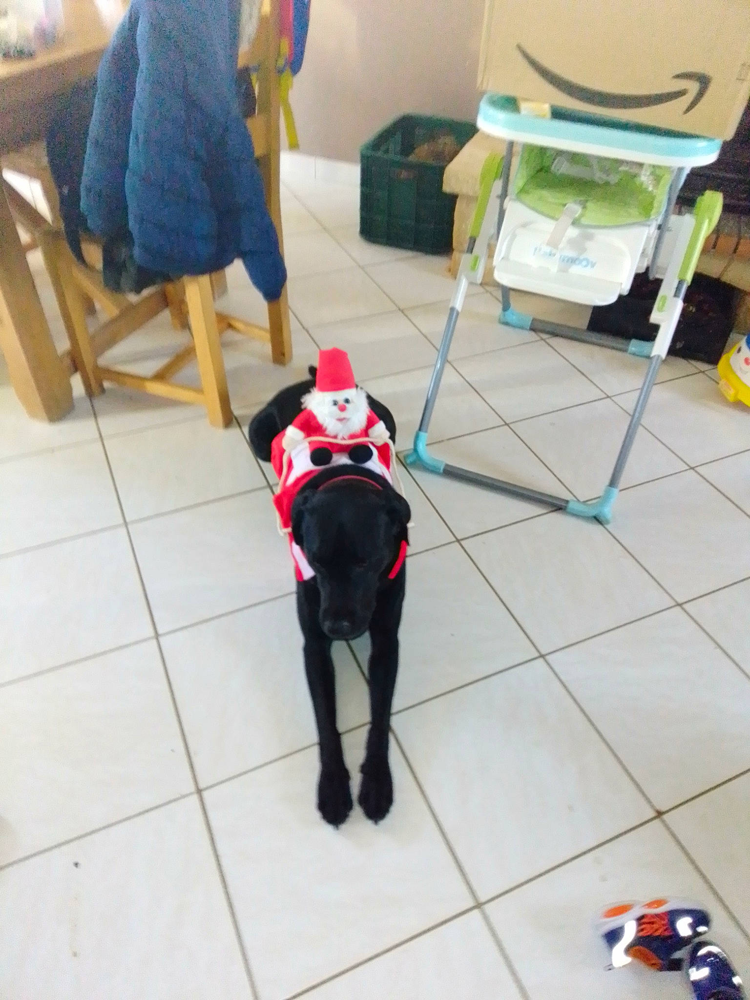 Pumba participe au concours pour gagner de l'argent avec cette photo : bag, canidae, carmine, carnivore, cleanliness, companion_dog, dog, dog_breed, dog_supply, event, fashion_accessory, floor, flooring, fur, leash, luggage_and_bags, pet_supply, sporting_group, tail, working_animal