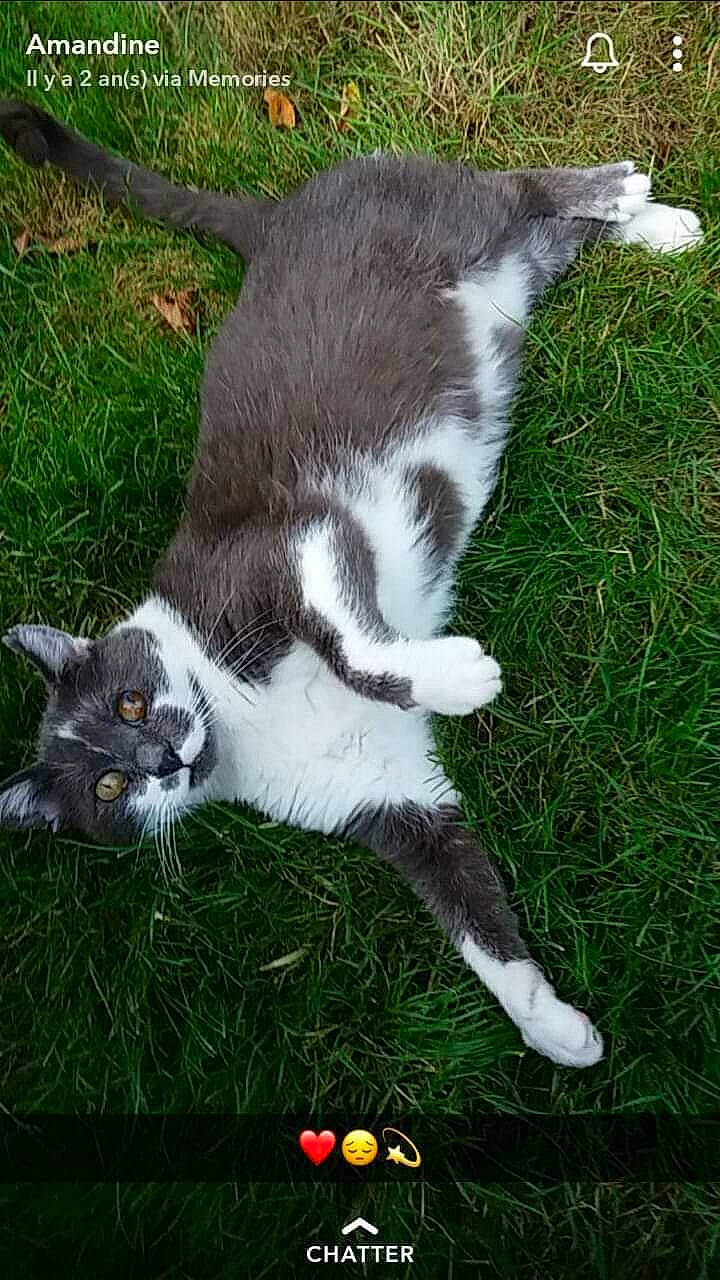 Sdf a rejoint le concours — aidez-le/la à gagner de superbes lots ! ball, carnivore, cat, claw, dog_breed, domestic_short_haired_cat, eye, felidae, fur, grass, groundcover, paw, plant, small_to_medium_sized_cats, sporting_group, tail, terrestrial_animal, whiskers