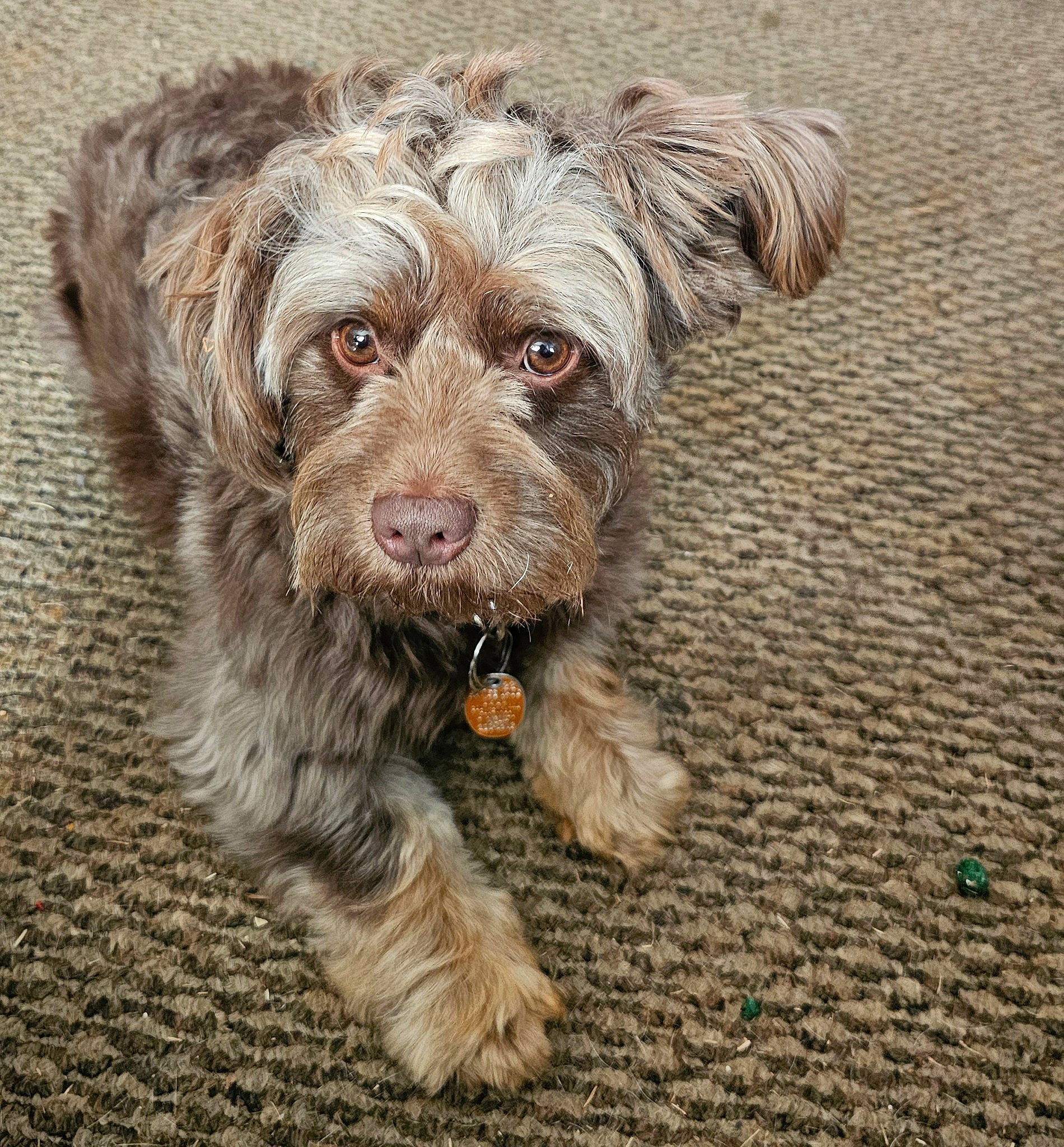 Max is registered to the contest to win money with this photo: canidae, carnivore, companion_dog, dog, dog_breed, fur, liver, maltepoo, poodle_crossbreed, small_terrier, snout, soil, sporting_group, terrier, toy_dog, water_dog, working_animal, yorkipoo