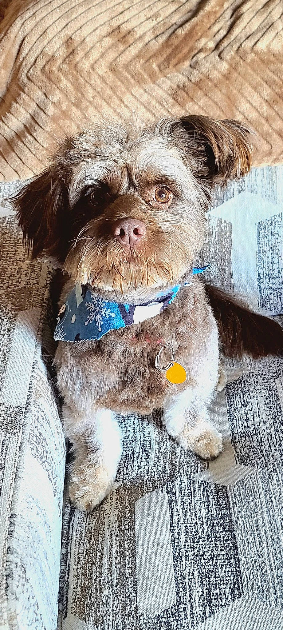 Max joined the competition — help win amazing prizes! canidae, carnivore, collar, companion_dog, dog, dog_breed, dog_collar, dog_supply, fashion_accessory, fawn, fur, leash, liver, pet_supply, small_terrier, snout, sporting_group, terrier, toy_dog, working_animal