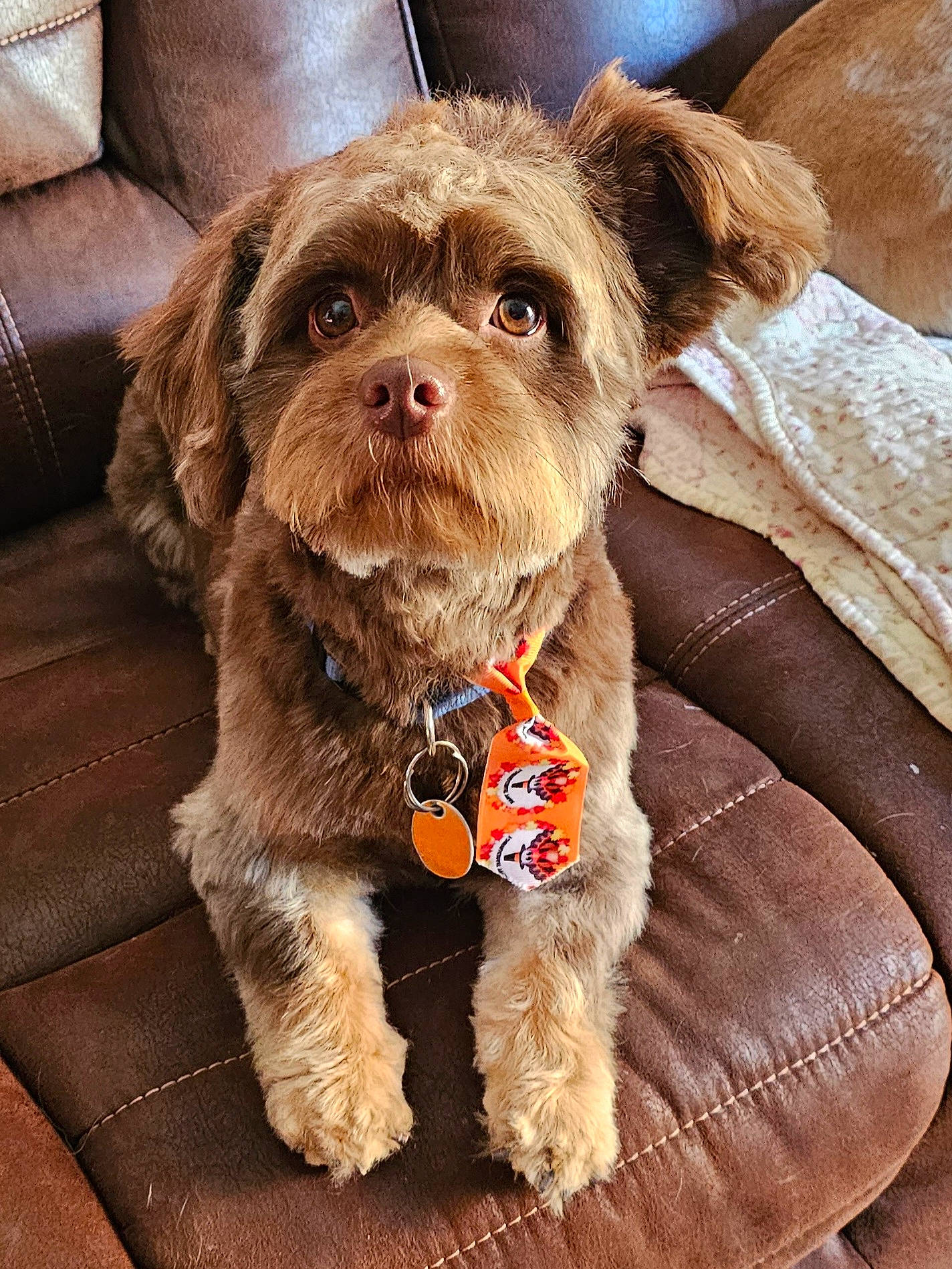 Max joined the competition — help win amazing prizes! canidae, carnivore, collar, companion_dog, dog, dog_breed, dog_clothes, dog_collar, dog_supply, fashion_accessory, fawn, fur, leash, liver, puppy, snout, sporting_group, terrier, toy_dog, working_animal