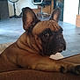 animal, brown_dog, canine, companion, couch, curious, dog, domestic, ears, floor, french_bulldog, furniture, home, indoor, looking_back, paw, pet, resting, snout, tile_floor