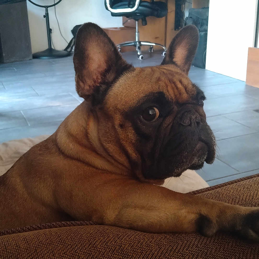 Tara participe au concours pour gagner de l'argent avec cette photo : animal, brown_dog, canine, companion, couch, curious, dog, domestic, ears, floor, french_bulldog, furniture, home, indoor, looking_back, paw, pet, resting, snout, tile_floor