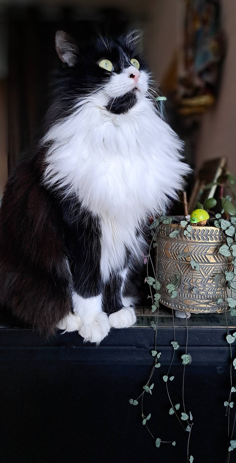 Margotte a rejoint le concours — aidez-le/la à gagner de superbes lots ! angora, animal, cat, cookware, flower, flowerarrangement, food, ivy, jar, kitten, leaf, manx, pet, plant, planter, pot, pottedplant, pottery, vase, wood