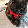 animal, bed, black_cat, bow_tie, cat, close_up, companion, cute, domestic_cat, feline, fluffy, fur, indoor, mammal, pet, portrait, relaxed, resting, whiskers, white_sheet