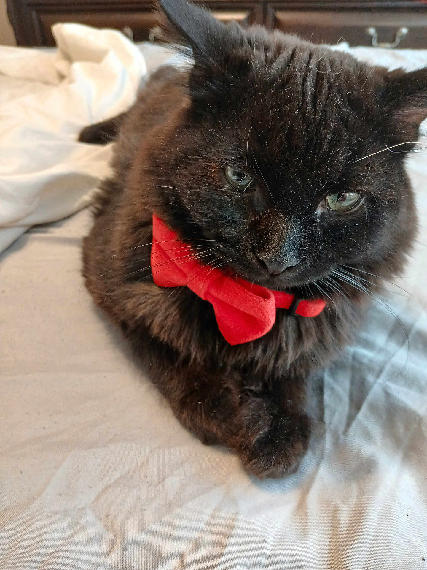 Pepperjack Cheese joined the competition — help win amazing prizes! animal, bed, black_cat, bow_tie, cat, close_up, companion, cute, domestic_cat, feline, fluffy, fur, indoor, mammal, pet, portrait, relaxed, resting, whiskers, white_sheet