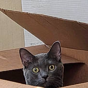 Obi is registered to the contest to win money with this photo: alert, animal, box_flap, cardboard_box, cat, close_up, curious, cute, domestic_cat, ears, feline, gray_cat, head, indoor, looking, pet, playful, sitting, whiskers, wide_eyes