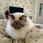 Zélie participe au concours pour gagner de l'argent avec cette photo : cat, blue_eyes, fluffy_fur, long_hair, bed, blanket, striped_bedding, floral_wallpaper, television, paw, whiskers, indoor, pet, close_up, portrait, cozy, soft_texture, white_fur, tabby_markings, relaxed