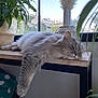 cat, long_hair, gray_cat, sleeping, resting, paw, table, indoor, houseplant, window, vase, cozy, pet, whiskers, relaxed, furniture, sunlight, urban_view, nap, domestic