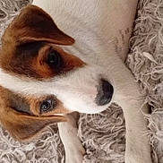 Bella a rejoint le concours — aidez-le/la à gagner de superbes lots ! dog, puppy, brown_and_white, short_hair, pet, animal, portrait, close_up, face, eyes, nose, ears, lying_down, fluffy_rug, indoor, home, cute, adorable, relaxed, companion