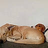 Bella participe au concours pour gagner de l'argent avec cette photo : dogs, puppies, sleeping, cuddling, couch, indoors, pets, animals, relaxed, tan_dog, white_dog, brown_dog, short_hair, floppy_ears, closed_eyes, resting, comfort, companionship, nap, portrait