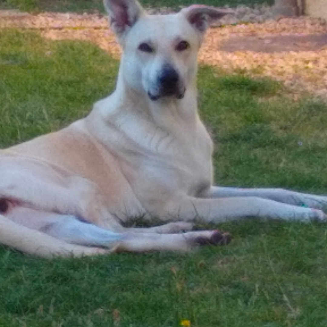 Choupette participe au concours pour gagner de l'argent avec cette photo : dog, white_dog, pet, animal, lying_down, grass, lawn, outdoors, garden, backyard, portrait, facing_camera, upright_ears, floppy_ear, short_fur, cream_colored, relaxed, daylight, parked_pose, nature