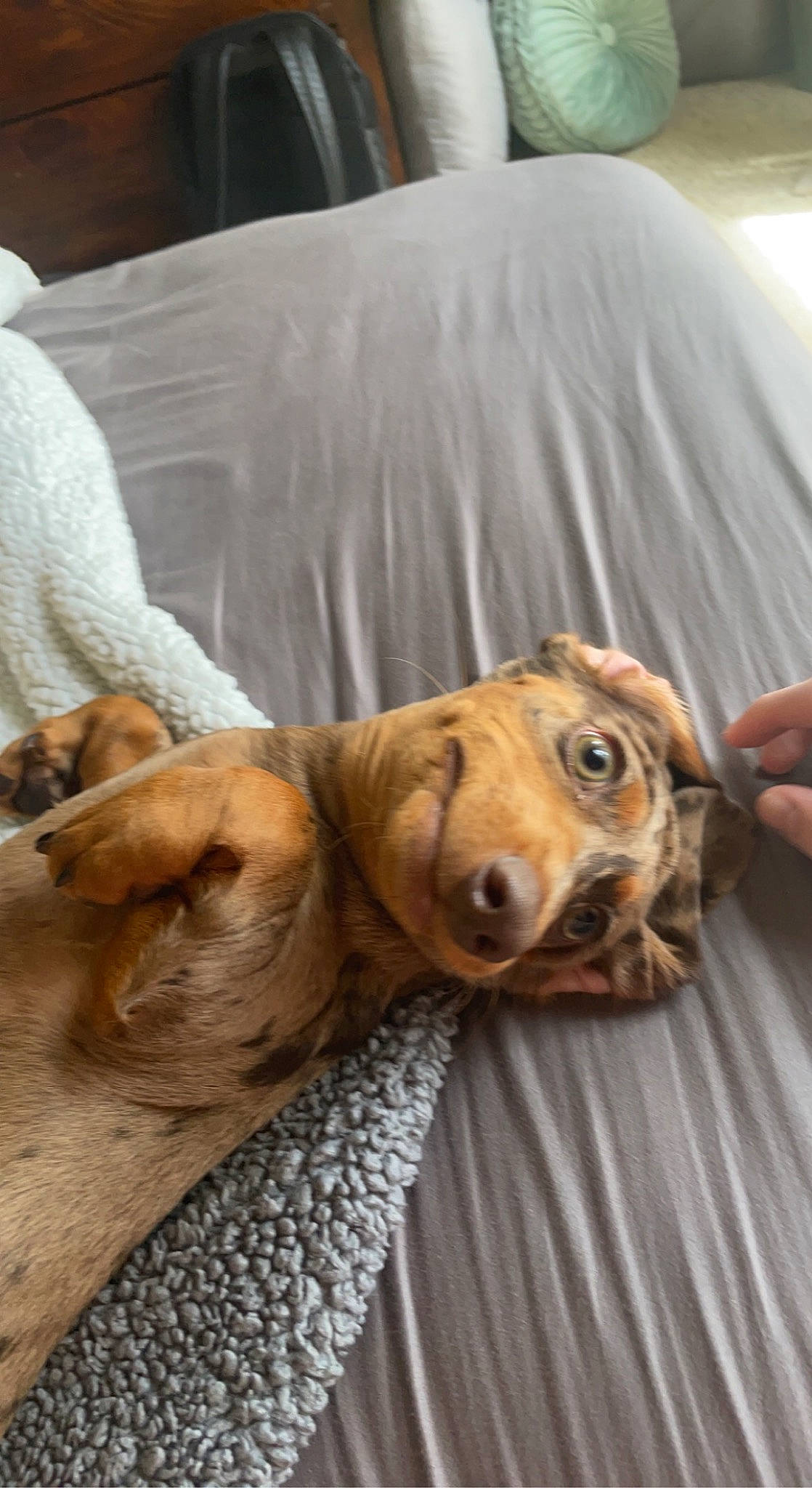 Dax joined the competition — help win amazing prizes! canidae, carnivore, comfort, companion_dog, dog, dog_breed, dog_supply, fawn, flooring, fur, guard_dog, linens, paw, snout, sporting_group, street_dog, terrestrial_animal, whiskers, wood, working_animal