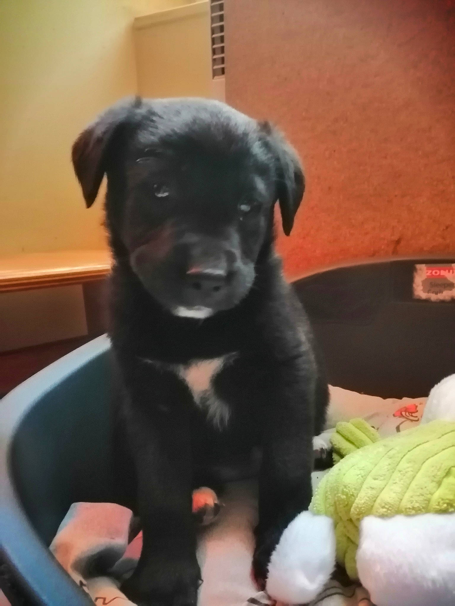 Roxy a rejoint le concours — aidez-le/la à gagner de superbes lots ! borador, canidae, carnivore, comfort, companion_dog, dog, dog_breed, fawn, fur, guard_dog, non_sporting_group, puppy, snout, sporting_group, terrestrial_animal, toy_dog, whiskers, working_animal