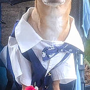 Joey is registered to the contest to win money with this photo: dog, small_dog, chihuahua, clothing, shirt, bow_tie, vest, rose, flower, chair, pet, animal, cute, formal, portrait, sitting, paws, brown_dog, indoor, costume