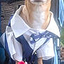 dog, small_dog, chihuahua, clothing, shirt, bow_tie, vest, rose, flower, chair, pet, animal, cute, formal, portrait, sitting, paws, brown_dog, indoor, costume