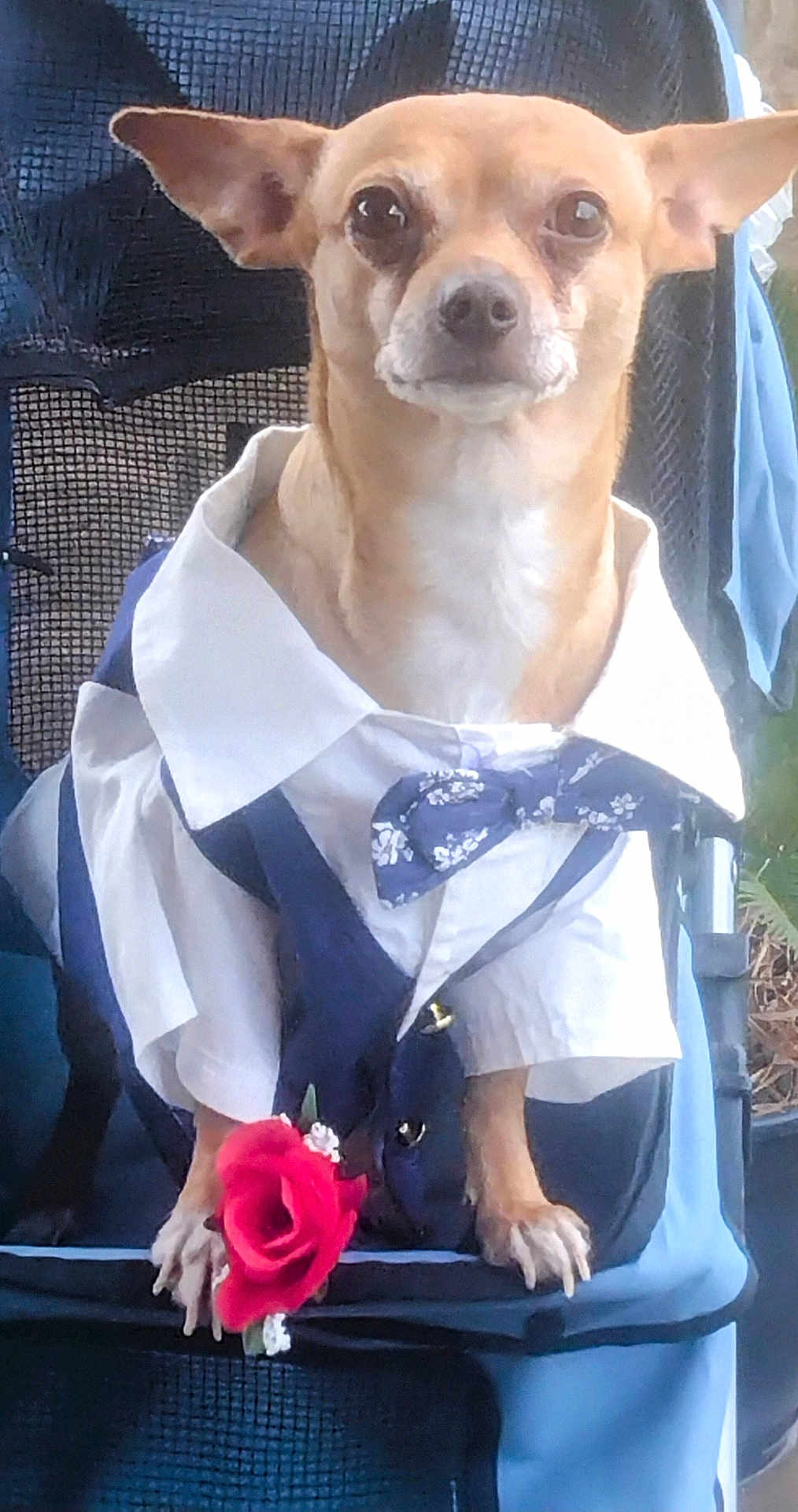 Joey is registered to the contest to win money with this photo: dog, small_dog, chihuahua, clothing, shirt, bow_tie, vest, rose, flower, chair, pet, animal, cute, formal, portrait, sitting, paws, brown_dog, indoor, costume