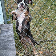 Jewels is registered to the contest to win money with this photo: dog, chain_link_fence, grass, yard, playful, curious, outdoor, pet, animal, paws, ears, standing, wooden_board, leaves, daylight, snout, tail, brown, black, white