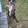 dog, chain_link_fence, grass, yard, playful, curious, outdoor, pet, animal, paws, ears, standing, wooden_board, leaves, daylight, snout, tail, brown, black, white