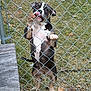 Jewels is registered to the contest to win money with this photo: dog, pet, fence, chain_link_fence, grass, outdoor, animal, playful, tongue_out, standing, paws, curious, brown, white, black, ears, snout, yard, metal, nature