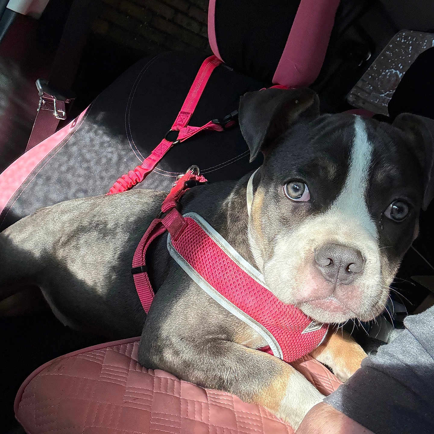 Jewels is registered to the contest to win money with this photo: animal, car, closeup, companion, cushion, cute, dog, domestic, expression, fur, harness, inside, leash, pet, pink, puppy, resting, seat, shadow, sunlight