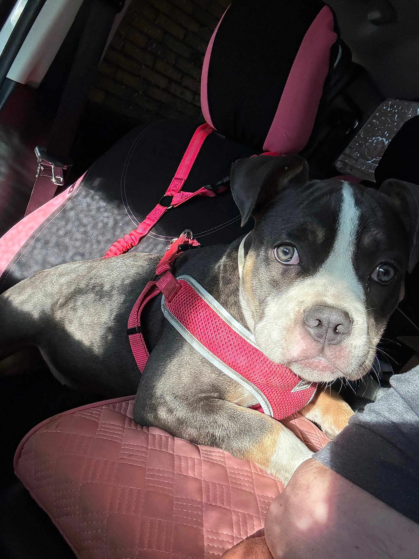 Jewels is registered to the contest to win money with this photo: puppy, dog, car, seat, harness, pink, cushion, pet, animal, inside, sunlight, shadow, closeup, cute, fur, expression, domestic, leash, resting, companion