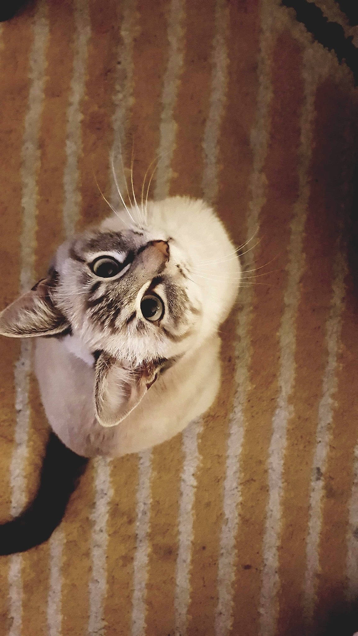 Polar a rejoint le concours — aidez-le/la à gagner de superbes lots ! carnivore, cat, ear, felidae, fur, glasses, kitten, nose, small_to_medium_sized_cats, snout, whiskers