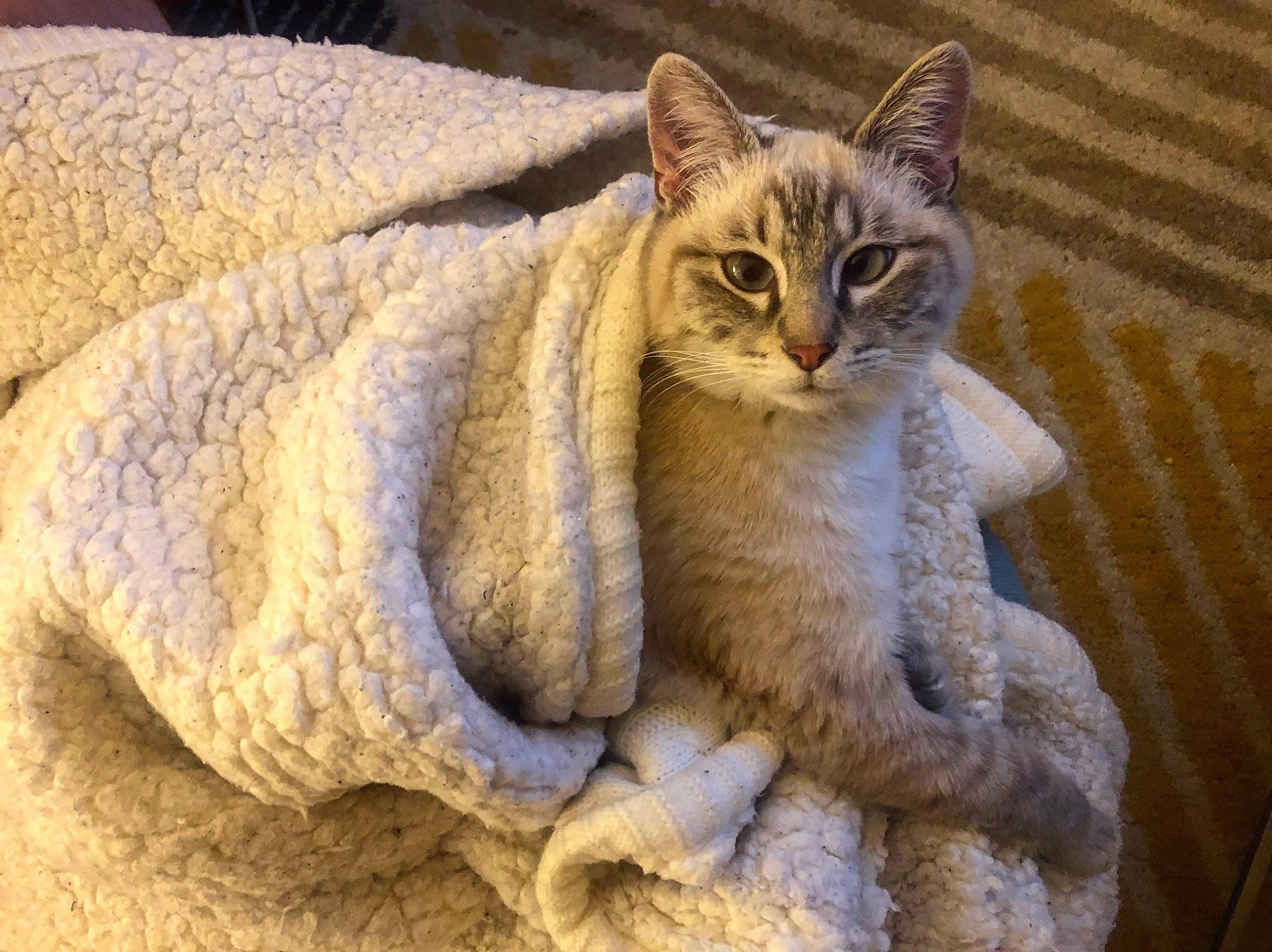 Polar participe au concours pour gagner de l'argent avec cette photo : aegean_cat, arabian_mau, asian, australian_mist, carnivore, cat, chausie, domestic_short_haired_cat, dragon_li, european_shorthair, felidae, fur, german_rex, kitten, mammal, ojos_azules, small_to_medium_sized_cats, snout, tabby_cat, whiskers