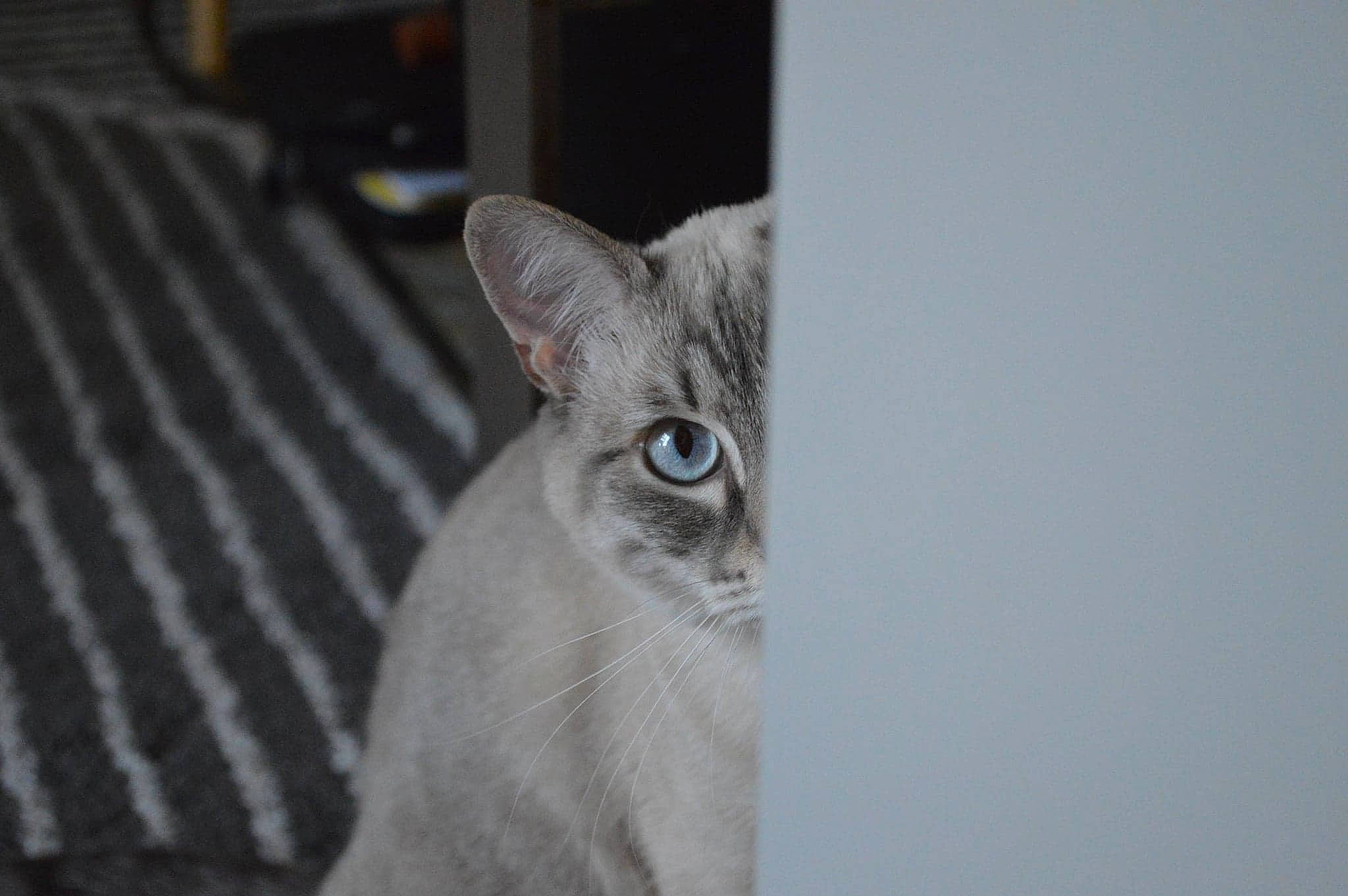 Polar participe au concours pour gagner de l'argent avec cette photo : asian, british_shorthair, burmese, burmilla, carnivore, cat, domestic_short_haired_cat, ear, eye, felidae, german_rex, kitten, mammal, oriental_shorthair, singapura, small_to_medium_sized_cats, tonkinese, vertebrate, whiskers