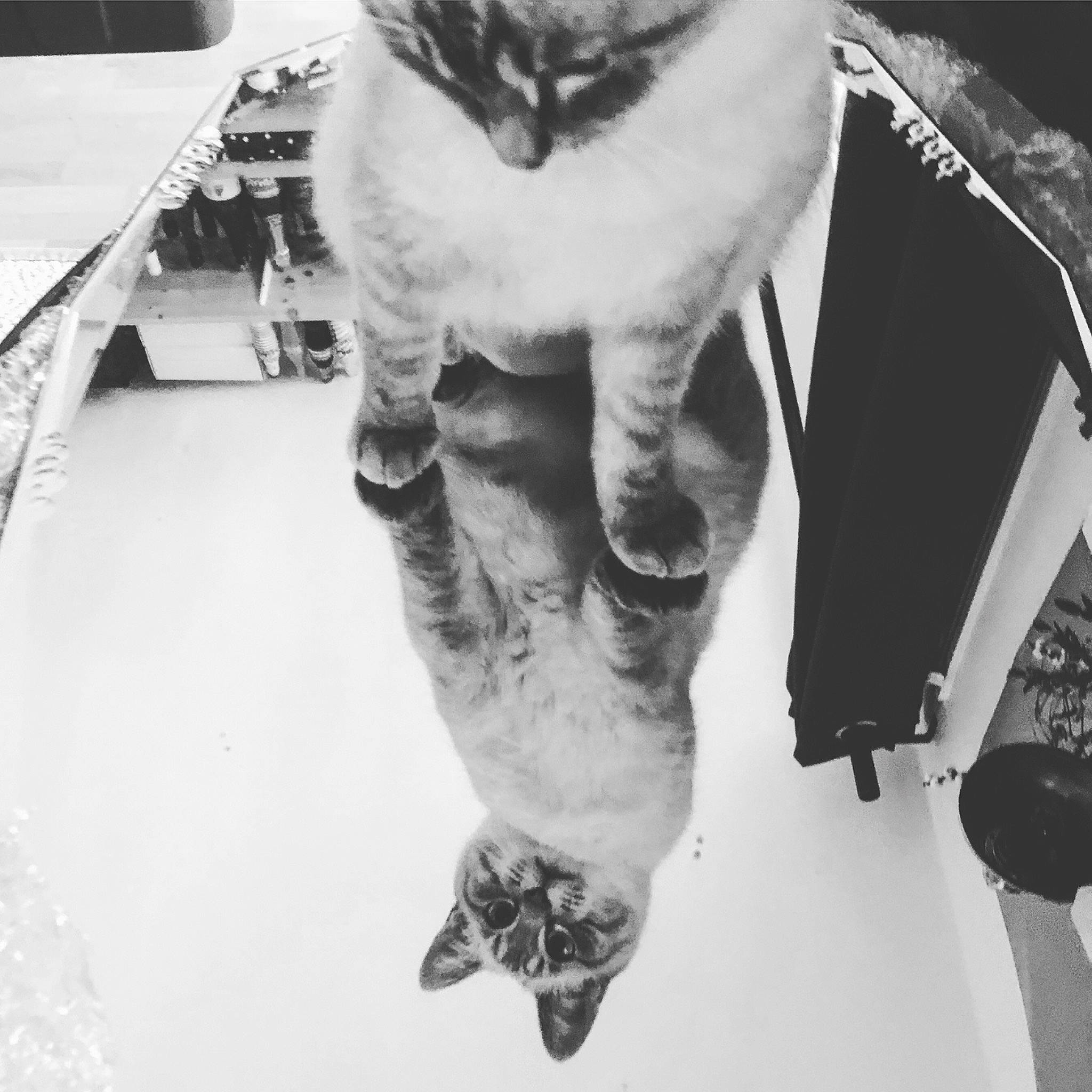 Polar participe au concours pour gagner de l'argent avec cette photo : black_and_white, cat, domestic_short_haired_cat, drawing, felidae, hand, human_leg, leg, photography, small_to_medium_sized_cats, tail, tattoo, whiskers