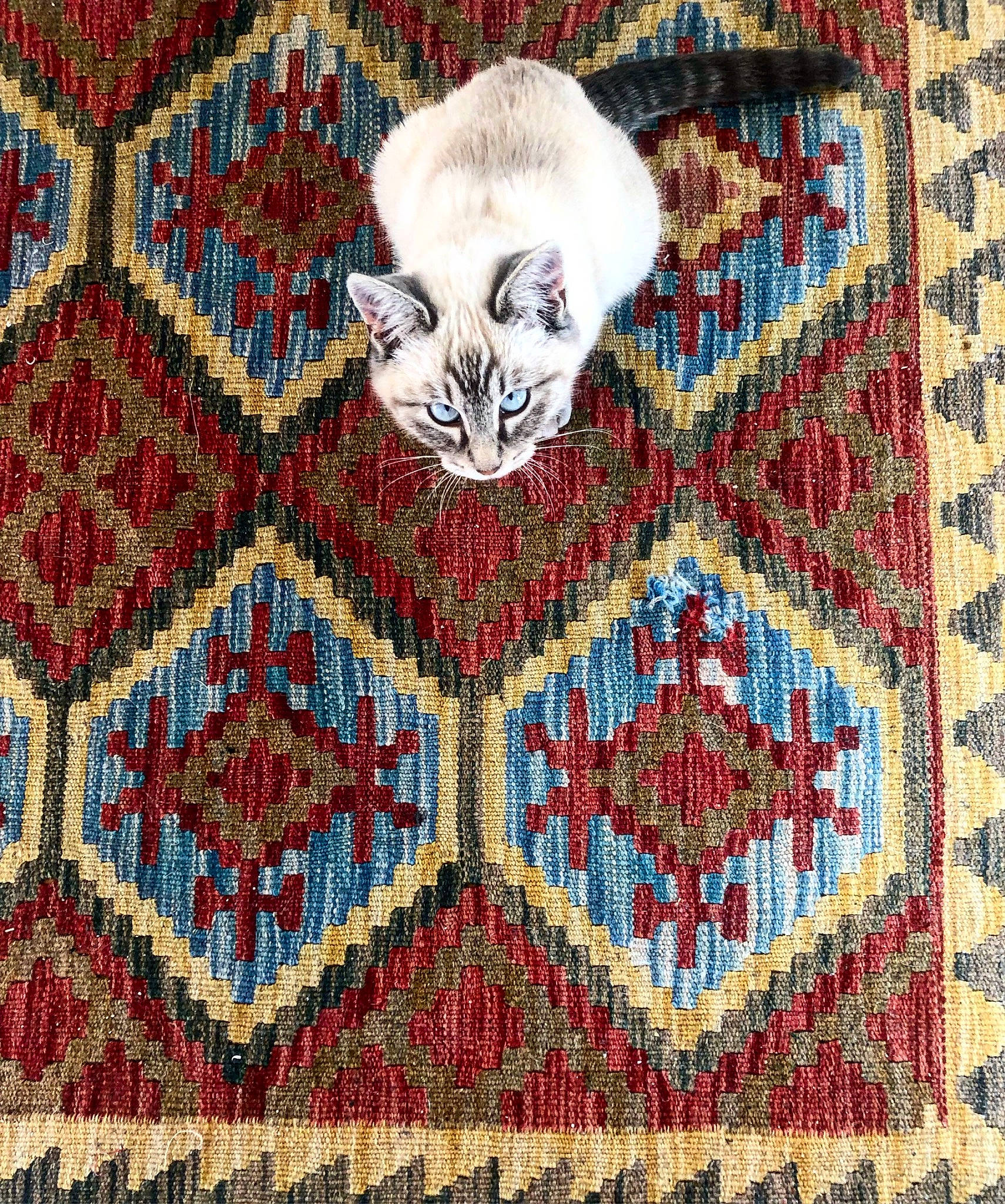 Polar participe au concours pour gagner de l'argent avec cette photo : art, carpet, cat, craft, crochet, cross_stitch, design, embroidery, felidae, flooring, needlework, pattern, quilt, small_to_medium_sized_cats, stitch, textile, visual_arts, wool, woven_fabric