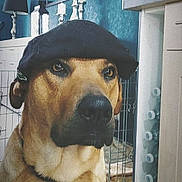 Pep'S participe au concours pour gagner de l'argent avec cette photo : dog, beret, brown_dog, indoor, furniture, lamp, pet, canine, animal, portrait, headwear, face, looking_away, closeup, domestic_animal, expression, ears, snout, brown_fur, cage