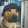 dog, beret, brown_dog, indoor, furniture, lamp, pet, canine, animal, portrait, headwear, face, looking_away, closeup, domestic_animal, expression, ears, snout, brown_fur, cage