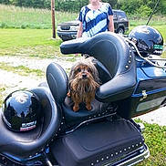 Maxx is registered to the contest to win money with this photo: dog, motorcycle, helmet, leather_seat, grass, person, trees, car, outdoor, parked_vehicle, smiling, casual_clothing, small_dog, scruffy_dog, daytime, nature, greenery, metal, reflection, road